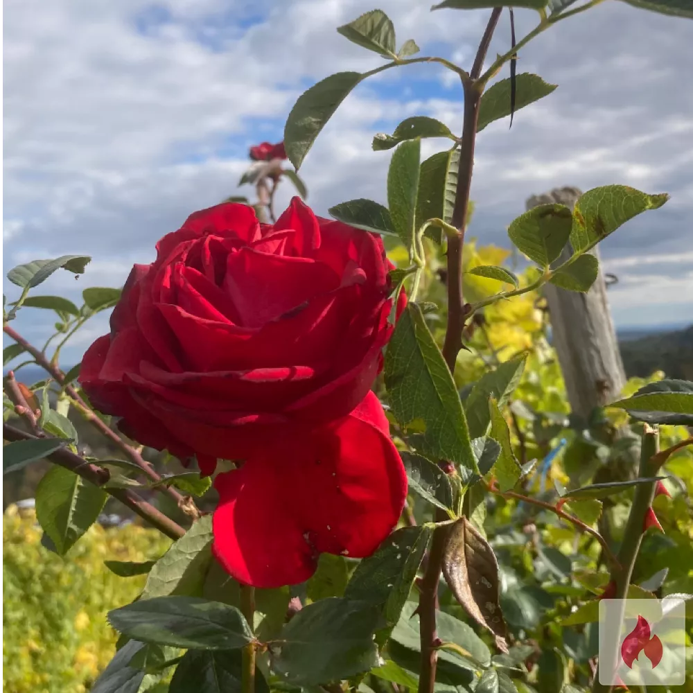 Kostenlose Massage nach Wunsch - Baden-Württemberg / Landkreis Ludwigsburg - Kontaktanzeige
