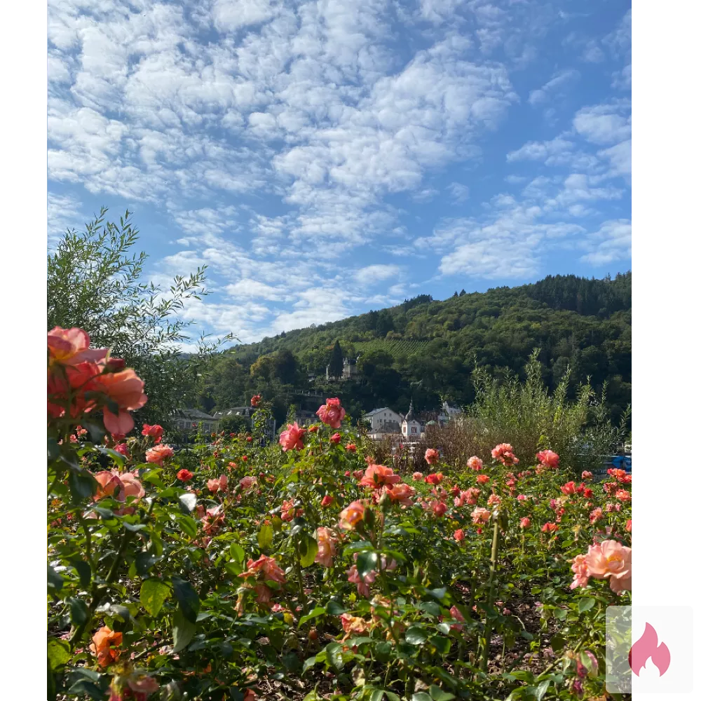 Nylonfreund sucht Dame - Nordrhein-Westfalen / Düsseldorf - Kontaktanzeige