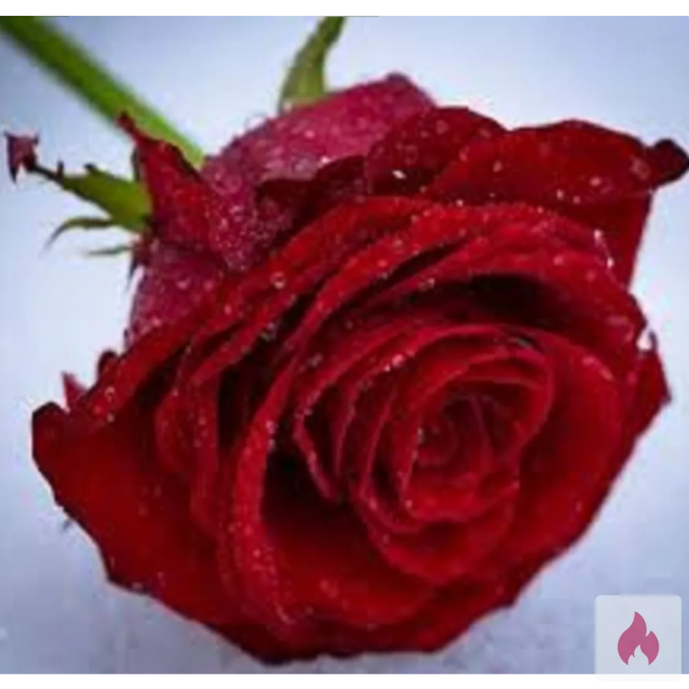 Wieder begehrt werden - Bremen / Stadtgebiet Bremen - Kontaktanzeige