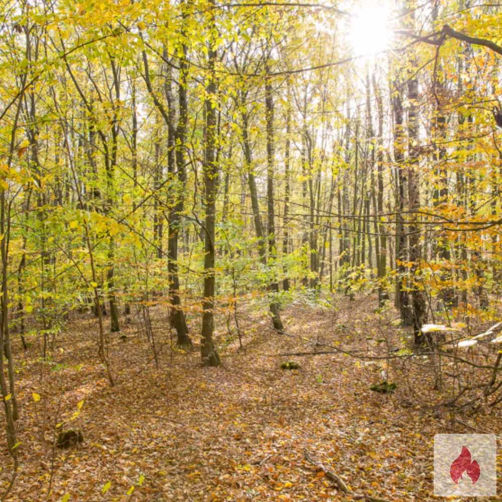 Devote Stuten 21+ zum Outdoor besteigen und besamen - Sachsen / Landkreis Leipzig - Kontaktanzeige