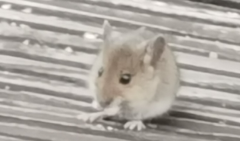 Nymphomane SIE gesucht!