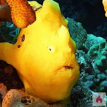 cunnilingus gesucht