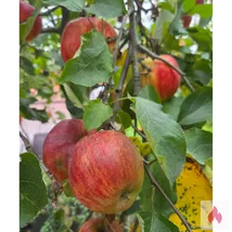 Sehr gut bestückte Südländer sucht dich