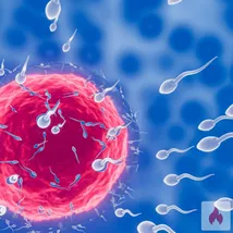 Biete: Breeding, Samenspende, Ausgleich