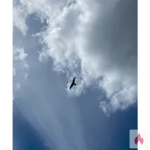 Suche eine Dame für diskrete Treffen 