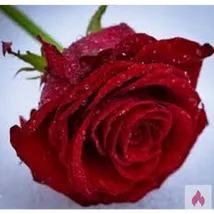 Wieder begehrt werden