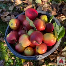 Sinnliche Dame gesucht 