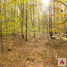 Sympathie entscheidet - gefühlvolle Treffen mit Frauen