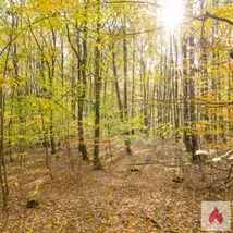 Zwischen Grimma Leipzig Nord in der Natur geilen Sex 